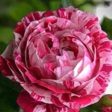 Роза парковая Фердинанд Пичард